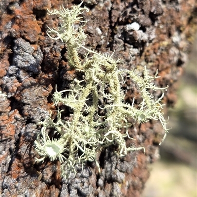 Usnea sp. (genus) (Bearded lichen) at Hackett, ACT - 12 Sep 2025 by HappyWanderer