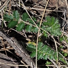 Acaena echinata (Sheeps Burr) at Hackett, ACT - 12 Sep 2025 by HappyWanderer