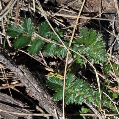 Acaena echinata (Sheeps Burr) at Hackett, ACT - 12 Sep 2025 by HappyWanderer