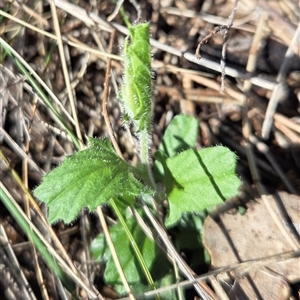 Convolvulus angustissimus subsp. angustissimus (Australian Bindweed) at Hackett, ACT - 12 Sep 2025 by HappyWanderer