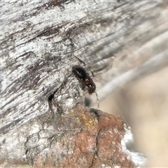 Formicidae (family) (Unidentified ant) at Hackett, ACT - 12 Sep 2025 by HappyWanderer