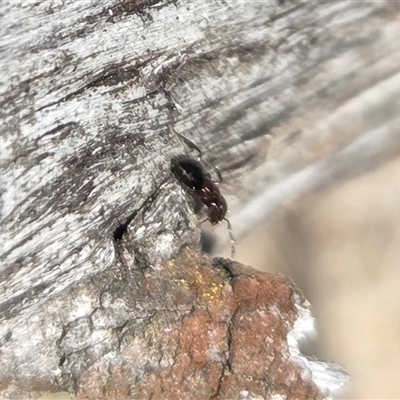 Formicidae (family) (Unidentified ant) at Hackett, ACT - 12 Sep 2025 by HappyWanderer