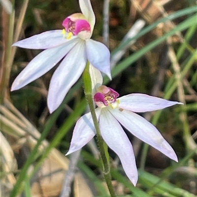 Caladenia hillmanii (Purple Heart Orchid) at Narrawallee, NSW - 12 Sep 2025 by Clarel