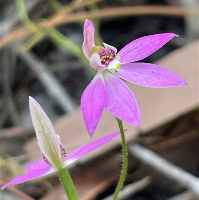Caladenia carnea (Pink Fingers) at Narrawallee, NSW - 12 Sep 2025 by Clarel