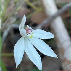 Caladenia fuscata (Dusky Fingers) at Narrawallee, NSW - 12 Sep 2025 by Clarel