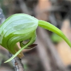 Pterostylis nutans (Nodding Greenhood) at Narrawallee, NSW - 12 Sep 2025 by Clarel
