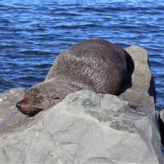 Arctocephalus pusillus doriferus (Australian Fur-seal) at Ulladulla, NSW - 12 Sep 2025 by Clarel