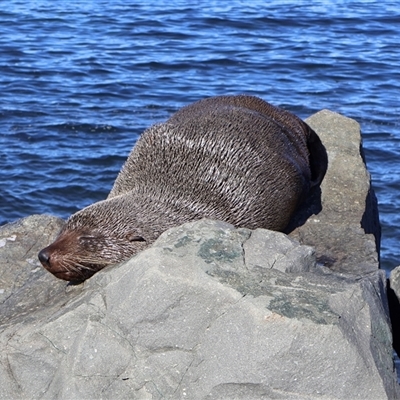 Arctocephalus pusillus doriferus (Australian Fur-seal) at Ulladulla, NSW - 12 Sep 2025 by Clarel