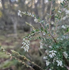 Acrothamnus hookeri (Mountain Beard Heath) at Jingera, NSW - 12 Sep 2025 by Csteele4