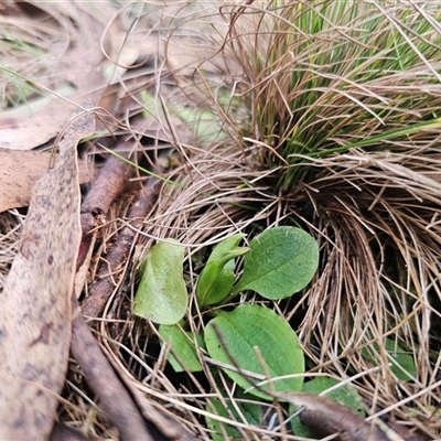 Pterostylis sp. (A Greenhood) at  - suppressed by Csteele4