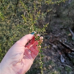 Bursaria spinosa subsp. lasiophylla (Australian Blackthorn) at Jingera, NSW - 12 Sep 2025 by Csteele4