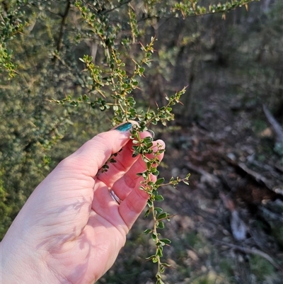 Bursaria spinosa subsp. lasiophylla (Australian Blackthorn) at Jingera, NSW - 12 Sep 2025 by Csteele4
