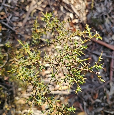 Daviesia ulicifolia subsp. ulicifolia (Gorse Bitter-pea) at Jingera, NSW - 12 Sep 2025 by Csteele4