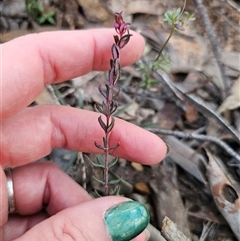 Tetratheca bauerifolia (Heath Pink-bells) at Jingera, NSW - 12 Sep 2025 by Csteele4