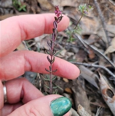 Tetratheca bauerifolia (Heath Pink-bells) at Jingera, NSW - 12 Sep 2025 by Csteele4