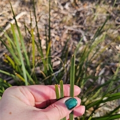 Lomandra longifolia (Spiny-headed Mat-rush, Honey Reed) at Jingera, NSW - 12 Sep 2025 by Csteele4