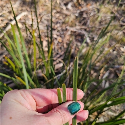 Lomandra longifolia (Spiny-headed Mat-rush, Honey Reed) at Jingera, NSW - 12 Sep 2025 by Csteele4