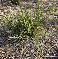Lomandra longifolia at Jingera, NSW - 12 Sep 2025 04:03 PM