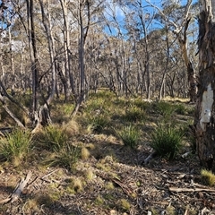 Lomandra longifolia at Jingera, NSW - 12 Sep 2025 04:03 PM