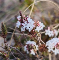 Styphelia attenuata (Small-leaved Beard Heath) at Jingera, NSW - 12 Sep 2025 by Csteele4