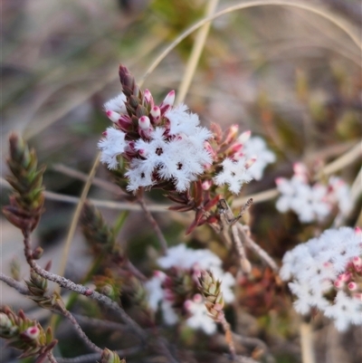 Styphelia attenuata (Small-leaved Beard Heath) at Jingera, NSW - 12 Sep 2025 by Csteele4