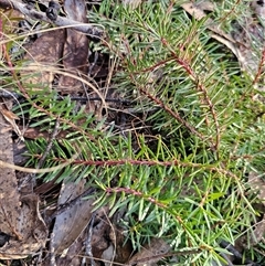 Persoonia chamaepeuce (Dwarf Geebung) at Jingera, NSW - 12 Sep 2025 by Csteele4