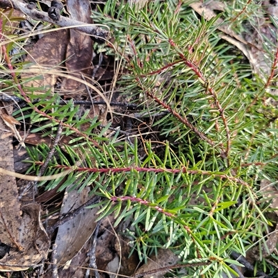 Persoonia chamaepeuce (Dwarf Geebung) at Jingera, NSW - 12 Sep 2025 by Csteele4