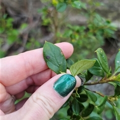 Coprosma hirtella (Currant Bush) at Jingera, NSW - 12 Sep 2025 by Csteele4