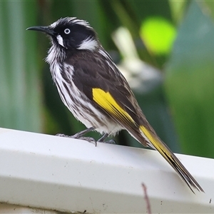 Phylidonyris novaehollandiae (New Holland Honeyeater) at West Wodonga, VIC - 12 Sep 2025 by KylieWaldon