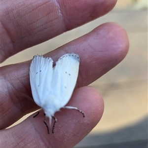 Cryptophasa (genus) (A Gelechioid moth (Xyloryctidae) at Shark Creek, NSW - 24 Aug 2025 by Topwood