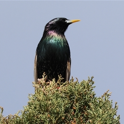 Sturnus vulgaris (Common Starling) at West Wodonga, VIC - 12 Sep 2025 by KylieWaldon