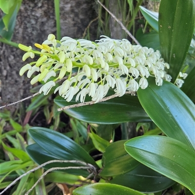Unverified Orchid at Taloumbi, NSW - 4 Sep 2025 by Topwood