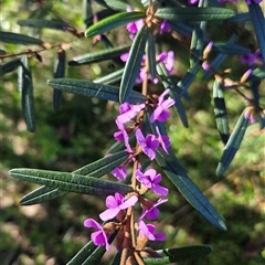 Unverified Other Shrub at Ilarwill, NSW - 27 Aug 2025 by Topwood