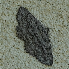 Psilosticha absorpta (Fine-waved Bark Moth) at Hall, ACT - 12 Sep 2025 by Anna123
