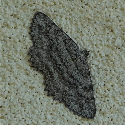 Psilosticha absorpta (Fine-waved Bark Moth) at Hall, ACT - 12 Sep 2025 by Anna123