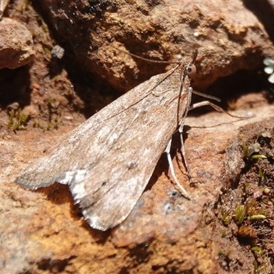 Achyra affinitalis (Cotton Web Spinner, Pyraustinae) at Hall, ACT - 12 Sep 2025 by Anna123