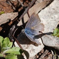Zizina otis (Common Grass-Blue) at Hall, ACT - 12 Sep 2025 by Anna123
