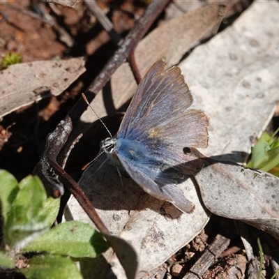 Zizina otis (Common Grass-Blue) at Hall, ACT - 12 Sep 2025 by Anna123