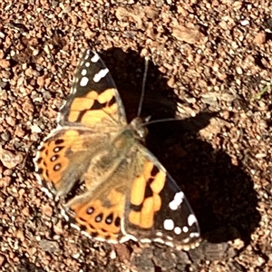 Vanessa kershawi (Australian Painted Lady) at Curtin, ACT - 12 Sep 2025 by stephanieleemhuis