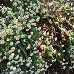 Rhodanthe anthemoides (Chamomile Sunray) at Curtin, ACT - 12 Sep 2025 by stephanieleemhuis