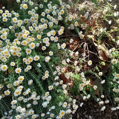 Rhodanthe anthemoides (Chamomile Sunray) at Curtin, ACT - 12 Sep 2025 by stephanieleemhuis