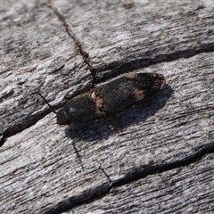 Pseudaeolus sp. (genus) (A click beetle) at Hall, ACT - 12 Sep 2025 by Anna123