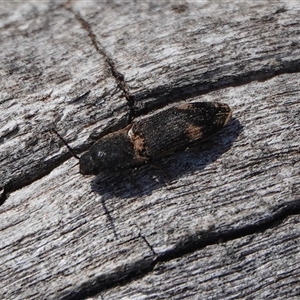 Pseudaeolus sp. (genus) (A click beetle) at Hall, ACT - 12 Sep 2025 by Anna123