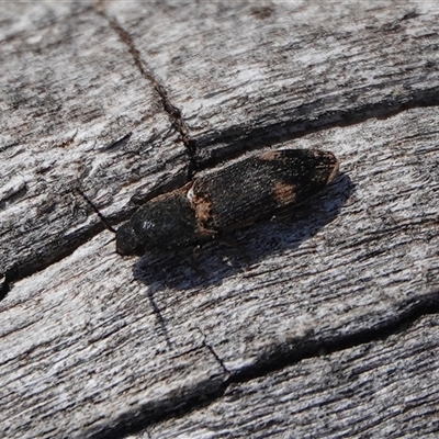 Pseudaeolus sp. (genus) (A click beetle) at Hall, ACT - 12 Sep 2025 by Anna123