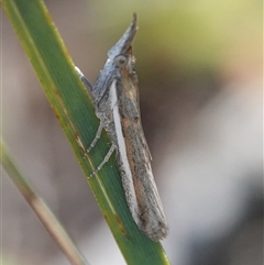 Etiella behrii (Lucerne Seed Web Moth) at Hall, ACT - 12 Sep 2025 by Anna123