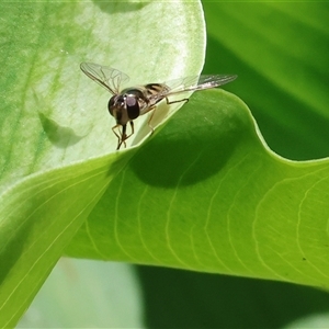 Syrphini (tribe) (Unidentified syrphine hover fly) at West Wodonga, VIC - 11 Sep 2025 by KylieWaldon