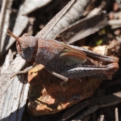 Cryptobothrus chrysophorus (Golden Bandwing) at Hall, ACT - 12 Sep 2025 by Anna123