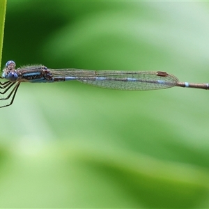 Austrolestes leda (Wandering Ringtail) at West Wodonga, VIC - 11 Sep 2025 by KylieWaldon
