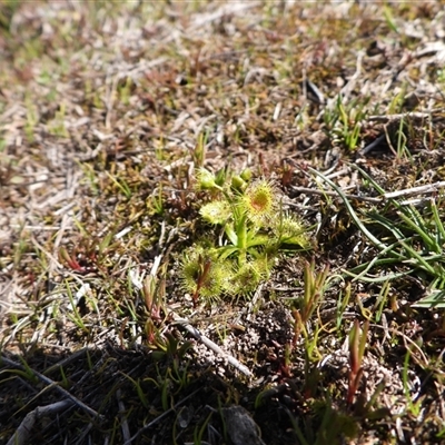 Drosera (genus) (A Sundew) at Symonston, ACT - 7 Sep 2025 by DavidDedenczuk