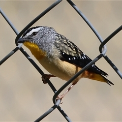 Pardalotus punctatus (Spotted Pardalote) at West Wodonga, VIC - 11 Sep 2025 by KylieWaldon